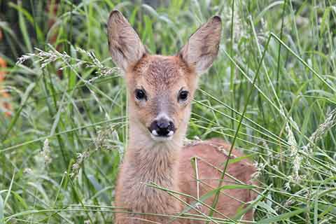 A young roe deer standing in long grass​