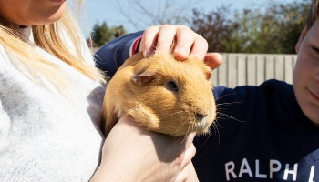 Guinea pig being held