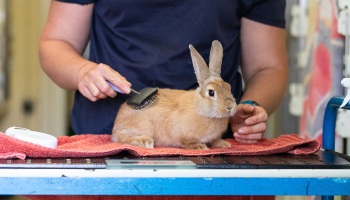 rabbit being groomed with a wire brush