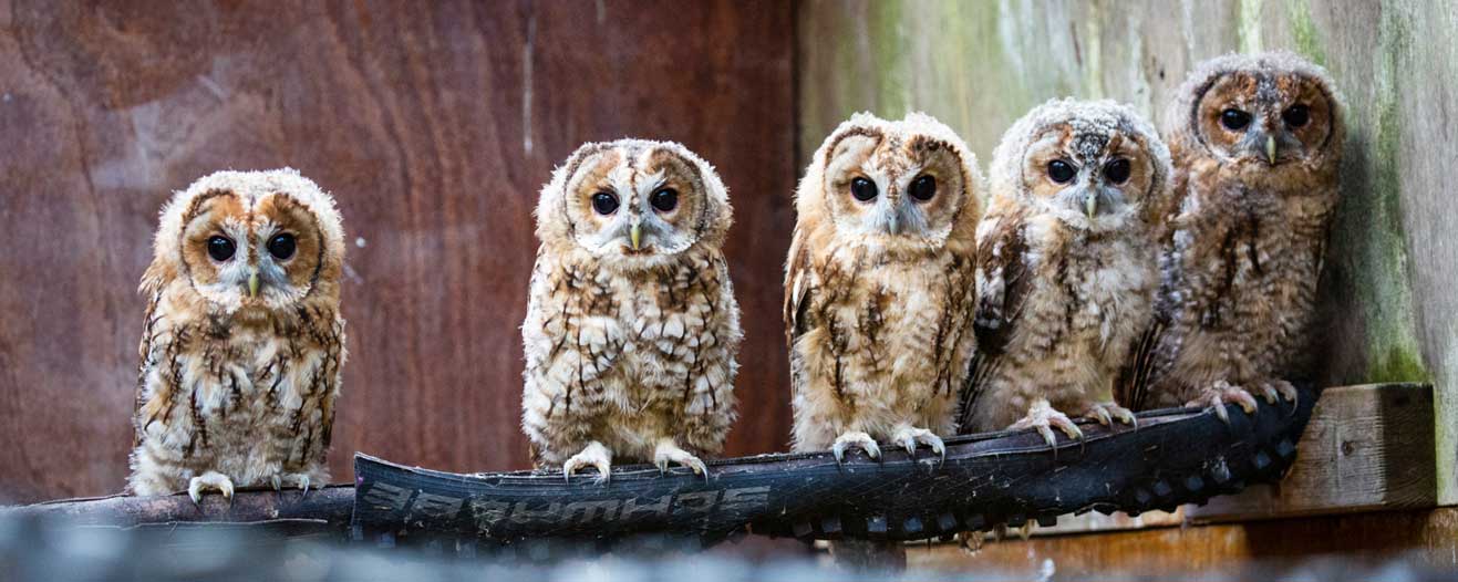 Six rescue tawny owls sitting on a ledge.