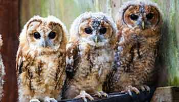 Three owls perched on a rafter
