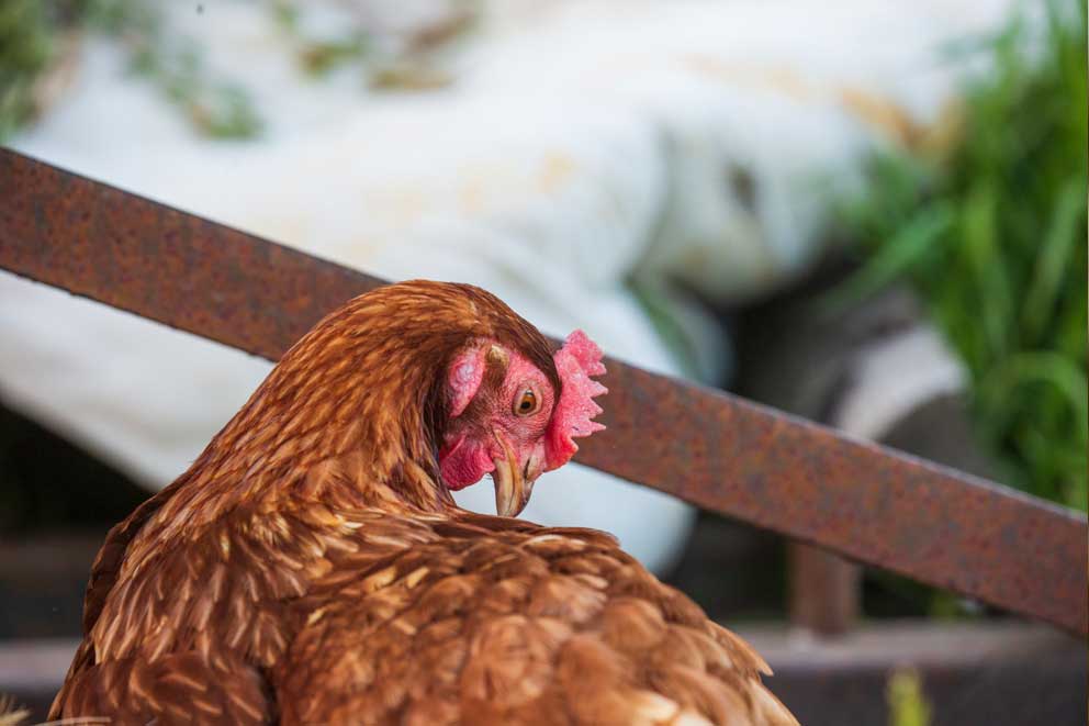 Close up of brown free range hen