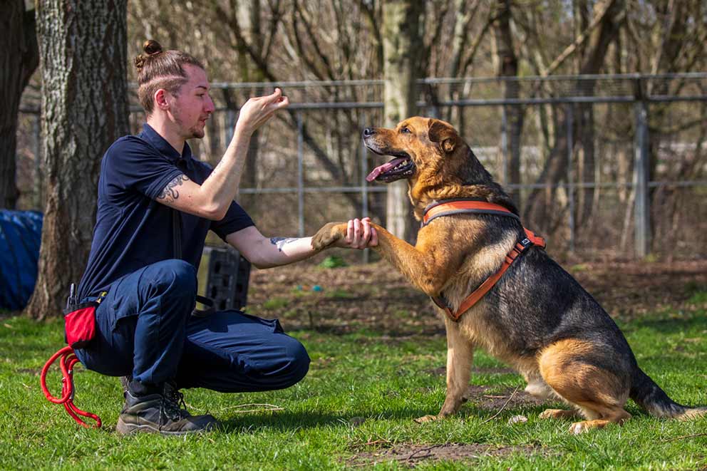 Dog with trainer in a garden