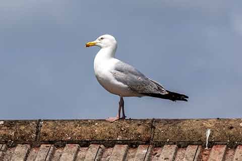 A herring gull standing on a roof​