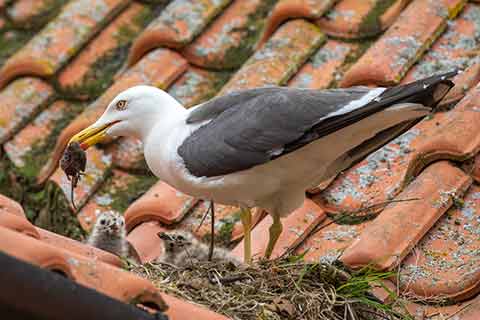 ​A gull feeding a mouse to its young&nbsp;​