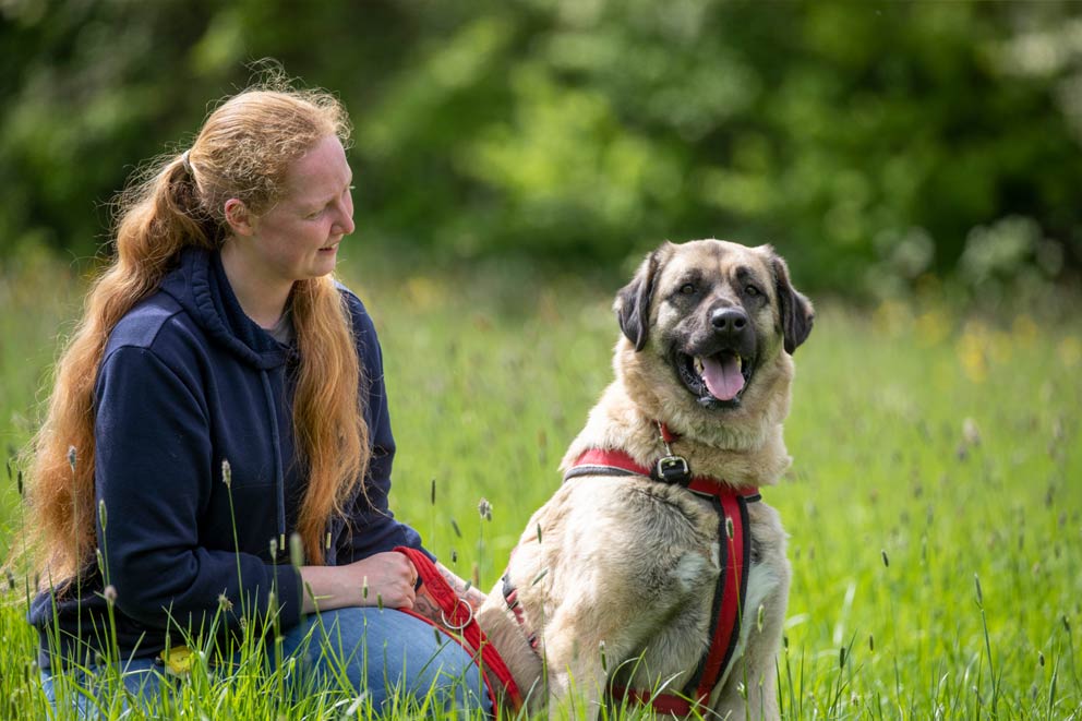 A Turkish Kangal dog with an RSPCA animal care assistant outdoors.