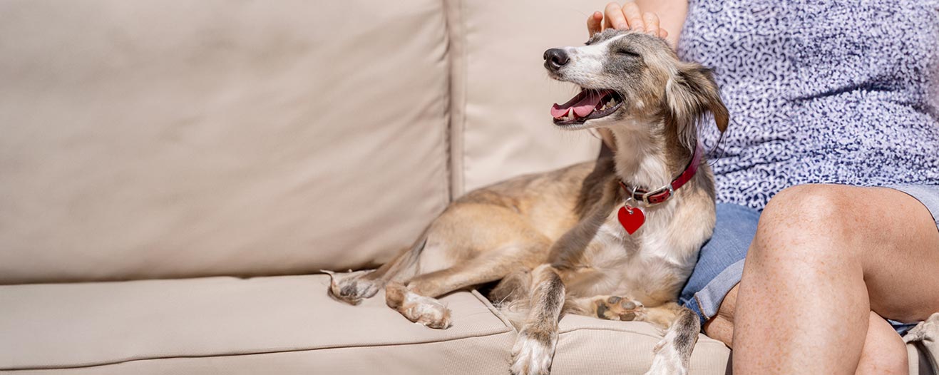 A brown and white lurcher mix dog sitting on a cream sofa, leaning against its owner who is giving it gentle pets