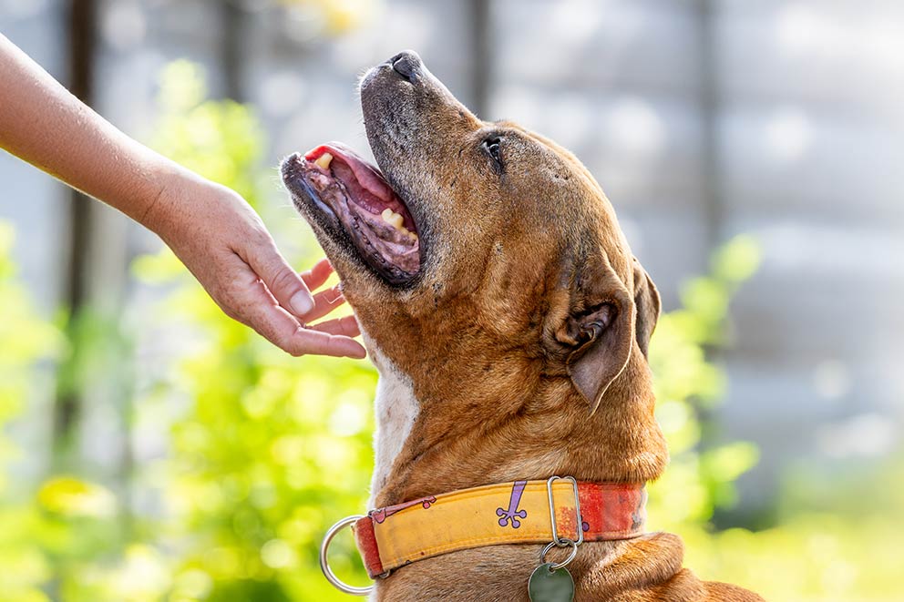 A brown dog wearing a yellow and red collar looking up at it's owner.