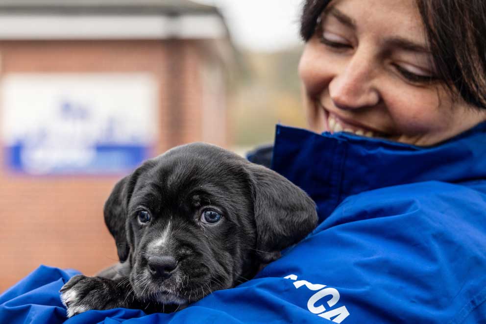 A black puppy held in the arms of an RSPCA animal care assistant.