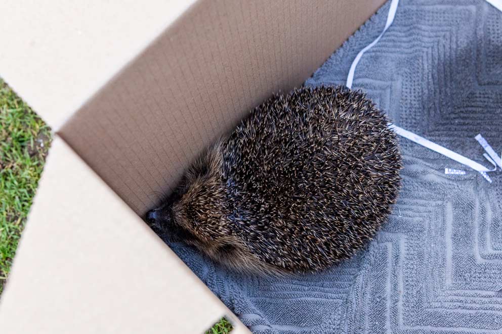 A hedgehog inside the corner of a cardboard box.