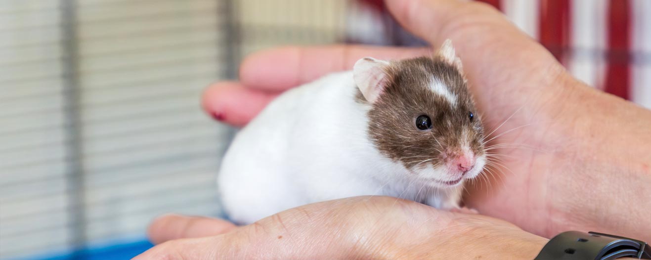 A Syrian Hamster named Eveline is held by animal care supervisor at RSPCA West Hatch animal centre.