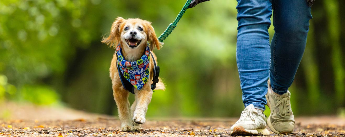 A dog and their owner going for a walk in the woods on the lead.