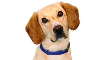 medium dog with golden fur and blue collar