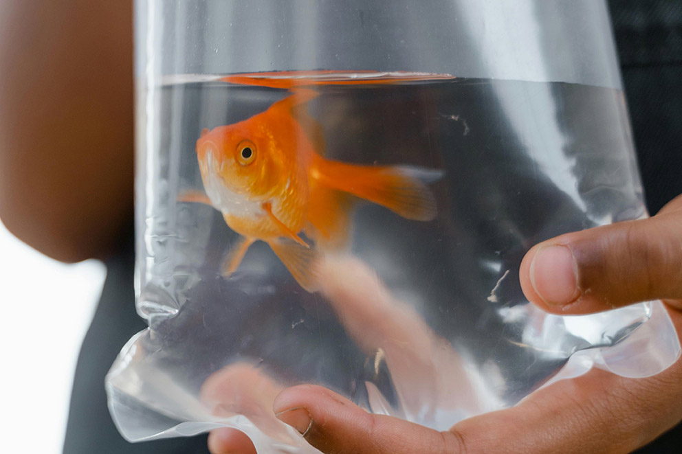 A goldfish being carried in a plastic bag filled with water.