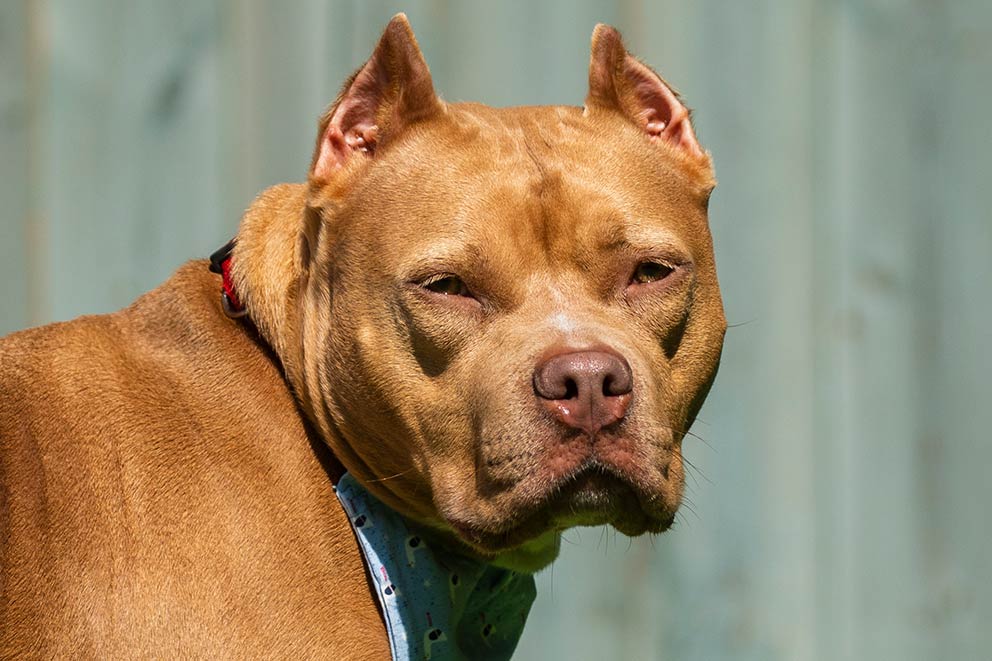 An American bulldog cross breed with cropped ears.