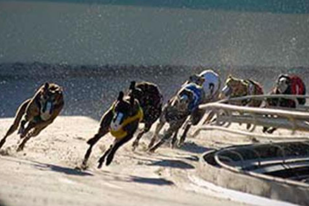 Greyhounds racing around a track.