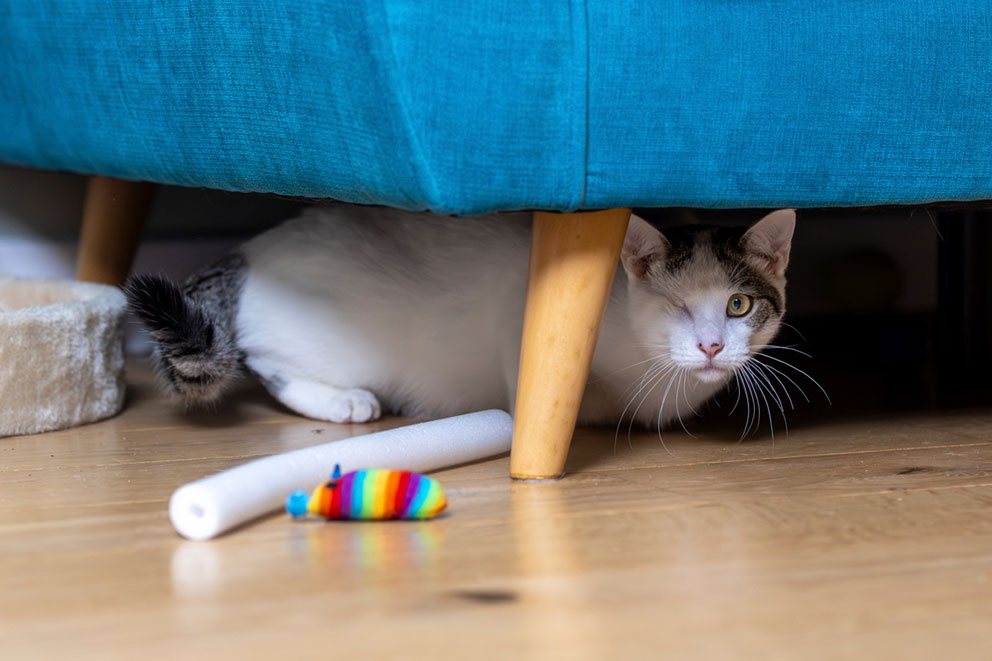 A cat hiding under a chair.