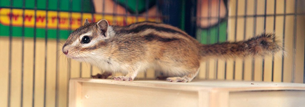 chipmunk in cage © RSPCA