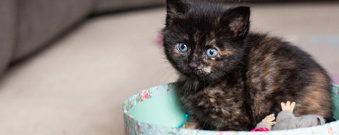 Kitten sitting in cat basket with toys.