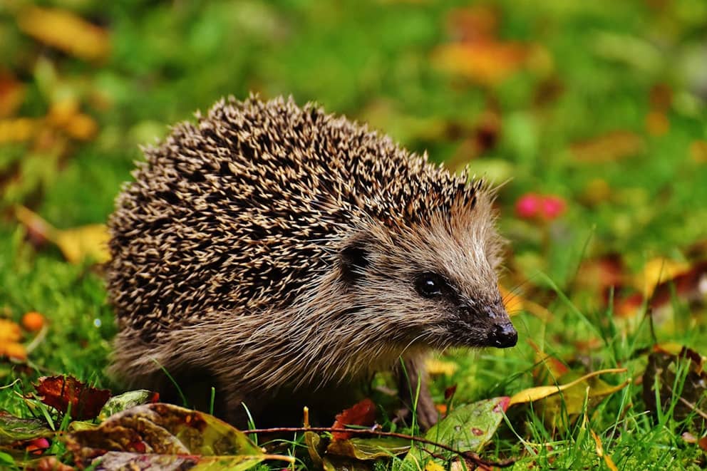 A hedgehog surrounded by grass and leaves.