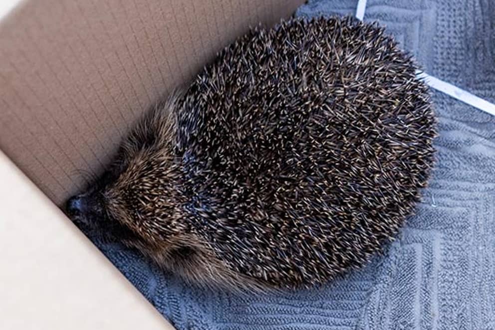 A hedgehog in a box.