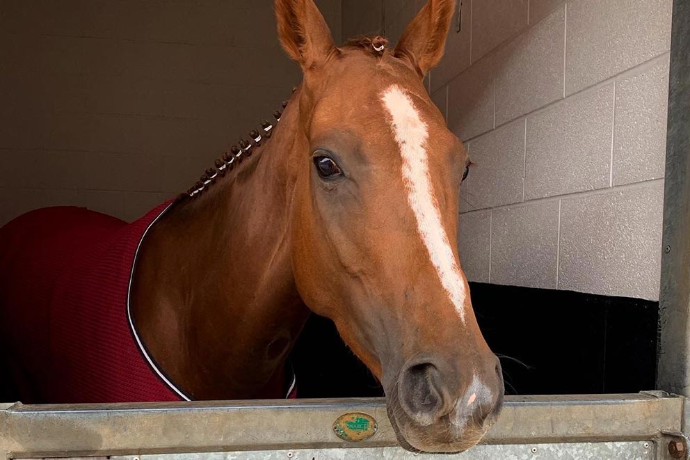 Foxy, a chestnut horse with a white stripe running down her face, peeking out over her stable door.