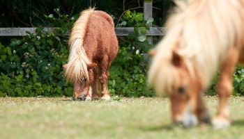 A couple horses feeding in a field