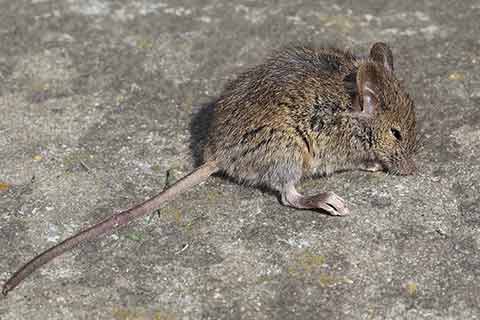 An injured mouse lying on the ground.