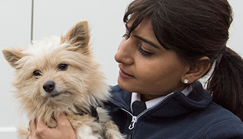 Inspector holding small white dog
