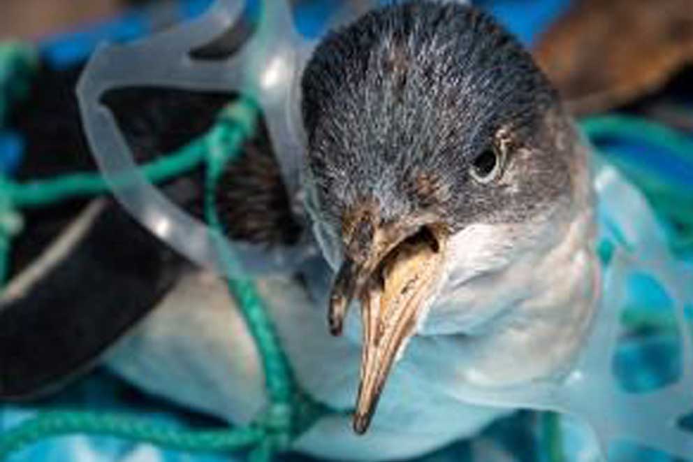 A gull caught in a plastic can holder around their neck