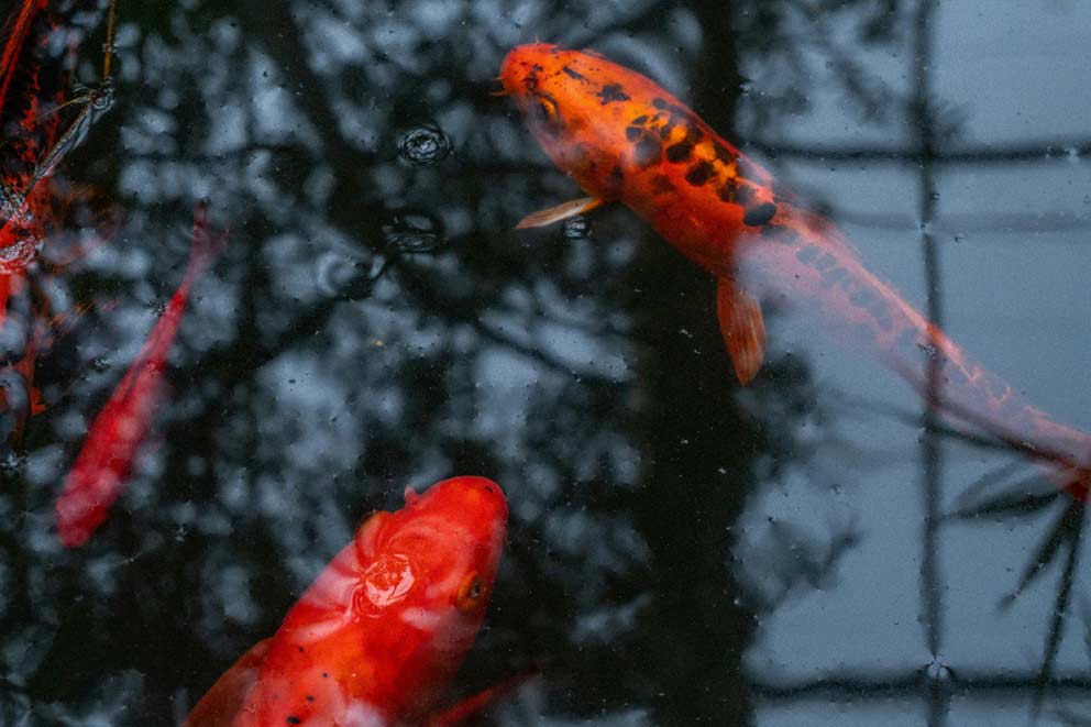 Three goldfish swimming in outside pond.