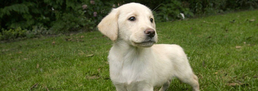 Labrador puppy outside on grass