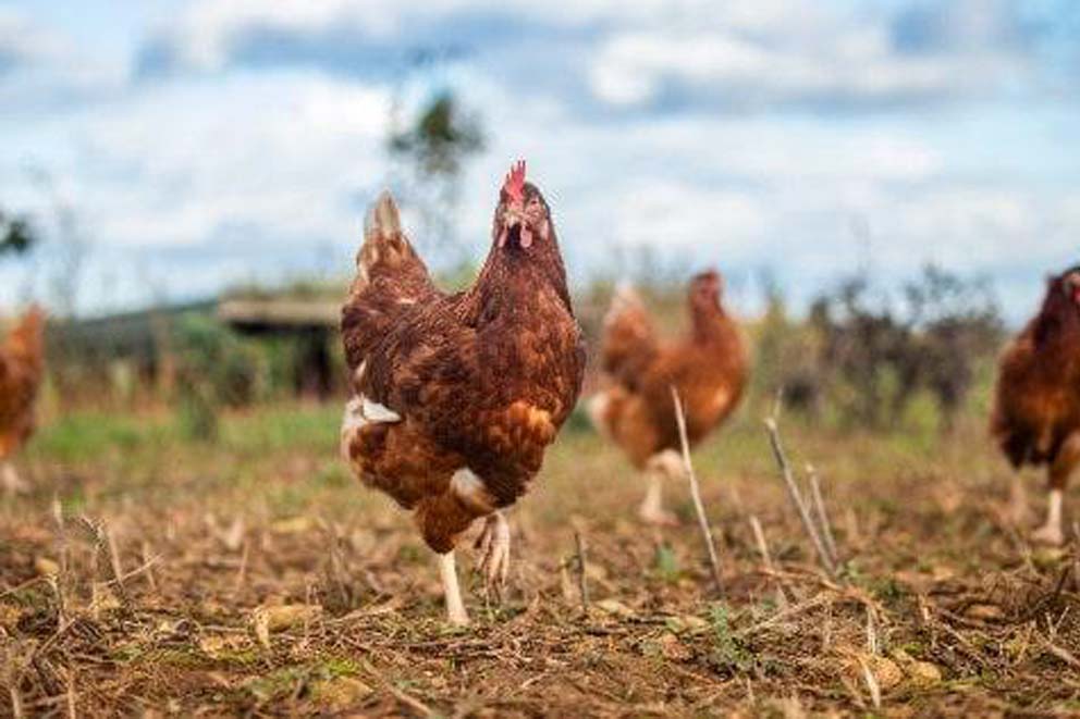 Laying hen free roaming free outside.