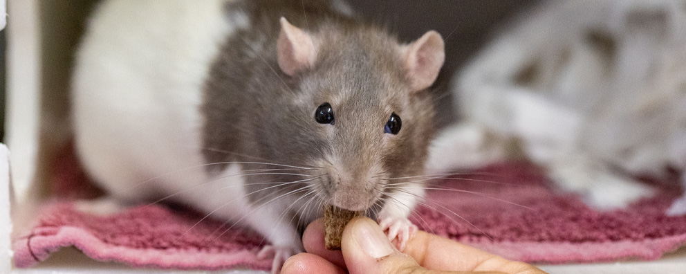 A grey and white rat being hand fed some dried food.