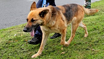 german shepherd walking on grass