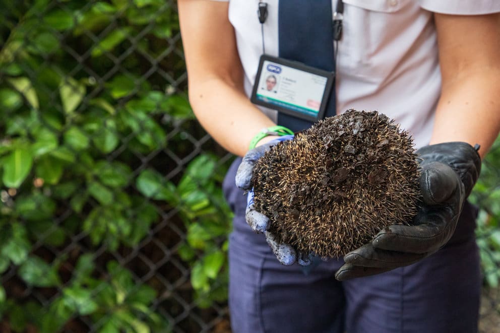 An RSPCA staff member holding a hedgehog while wearing gloves.